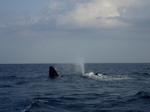 ☆沖縄ダイビングin慶良間諸島専門店ティーダ☆