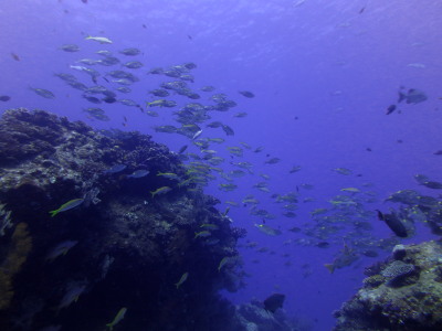 20140930ノコギリ