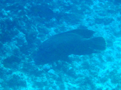 沖縄ダイビング