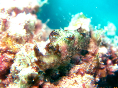 ダイビング慶良間