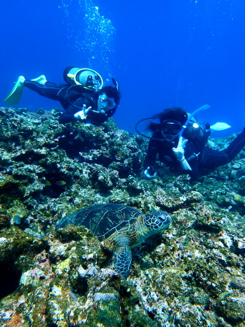 慶良間カメ保障体験ダイビング
