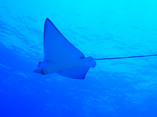 沖縄ダイビング