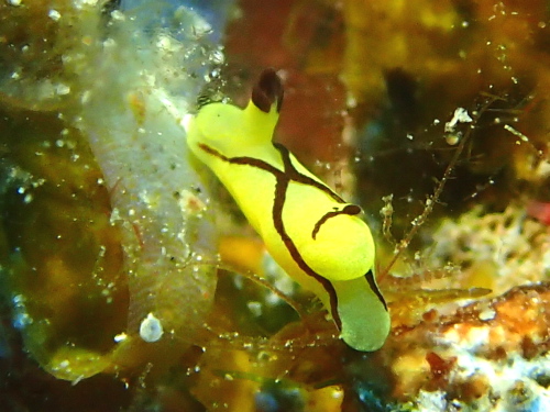 ダイビング沖縄