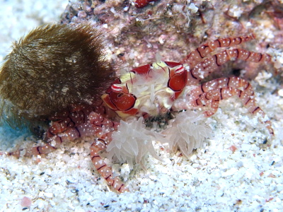 ダイビングケラマ