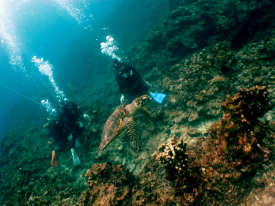 沖縄体験ダイビングで見たカメ画像
