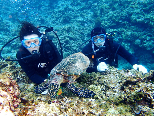 沖縄慶良間カメ保障体験ダイビング