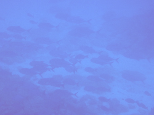 ダイビング沖縄