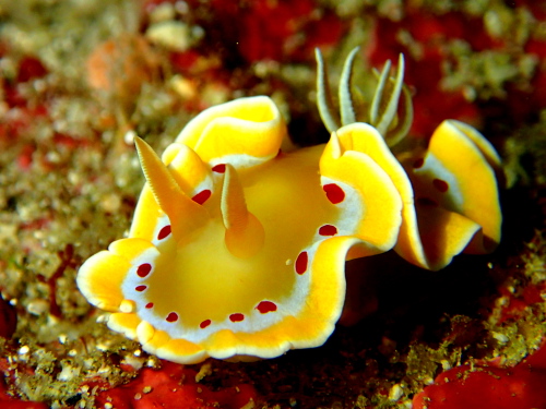 ダイビング慶良間