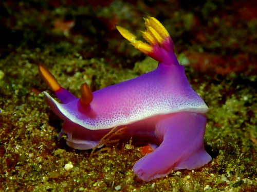 ダイビング沖縄