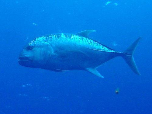 沖縄ダイビング