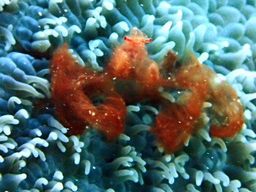 ダイビング沖縄