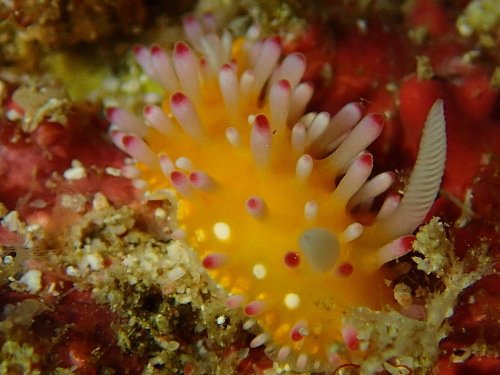 ダイビングケラマ