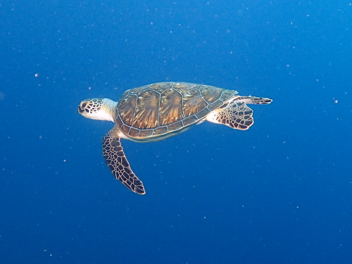 慶良間ダイビング