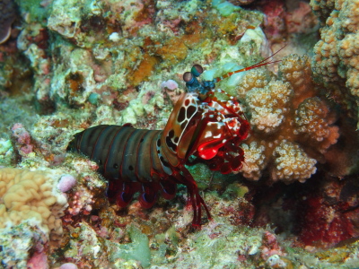 チービシダイビングツアー