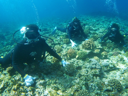 沖縄半日チービシ体験ダイビング