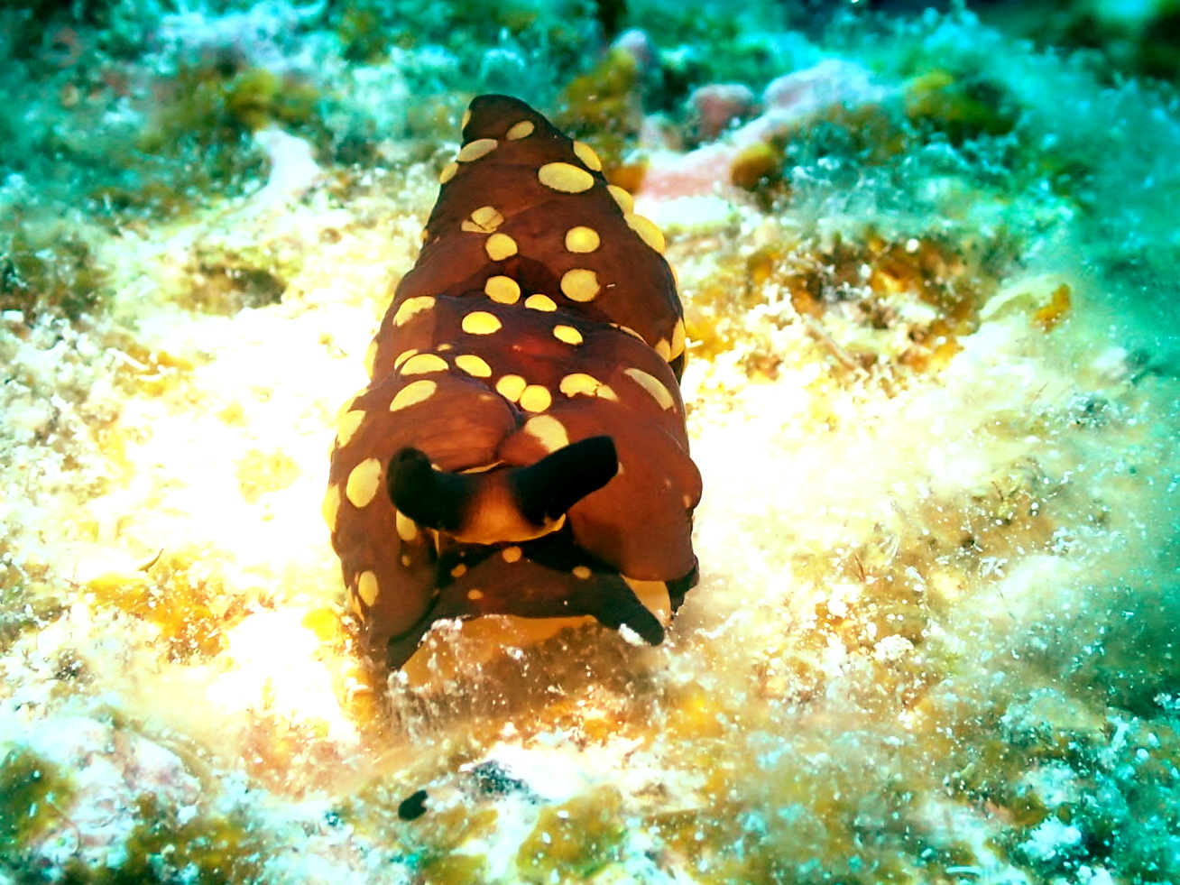 沖縄ダイビング半日