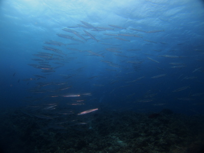 チービシダイビングツアー
