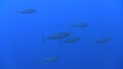 沖縄ダイビング