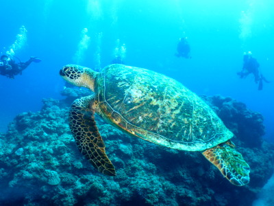 ケラマ諸島カメ観察体験ダイビング