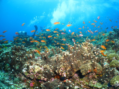 ケラマ諸島ダイビング