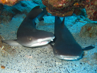 沖縄ダイビング