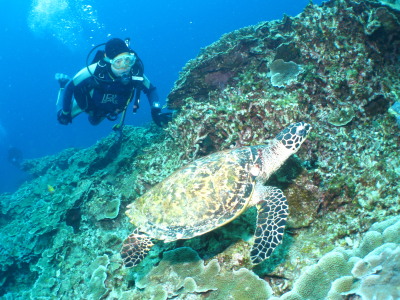 ケラマ諸島カメ観察体験ダイビング