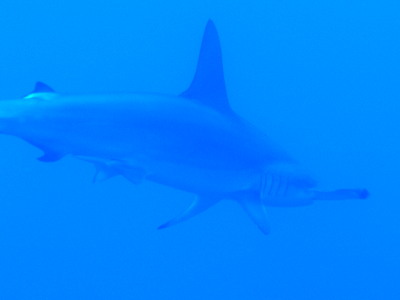 沖縄シャークライン