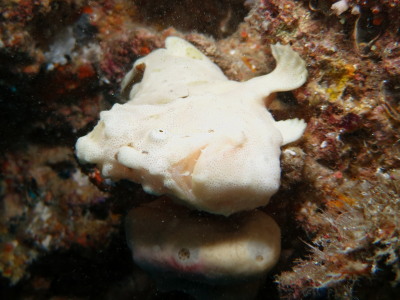 午前・午後チービシダイビング