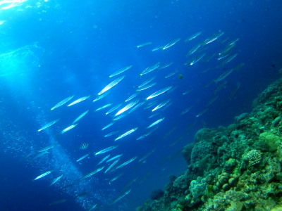 チービシ諸島ダイビング