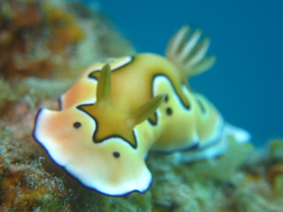 チービシダイビング