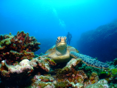 ケラマ諸島カメ観察体験ダイビング