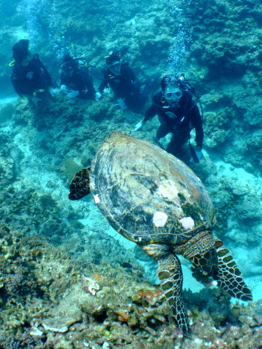 ☆ケラマ諸島カメ観察体験ダイビング☆