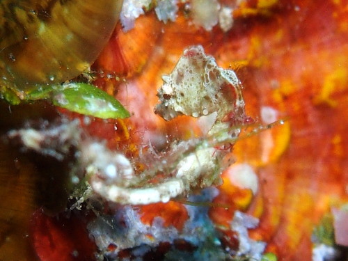 ☆マンタなかなかおらず・・・ｉｎ慶良間諸島☆