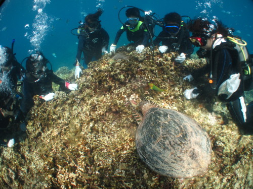 ★ケラマ諸島カメ観察体験ダイビング★