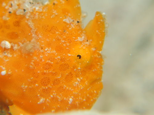 慶良間ダイビングツアーの様子です。