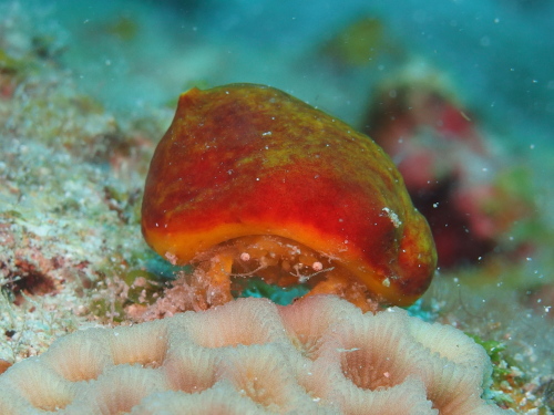 ダイビングケラマ