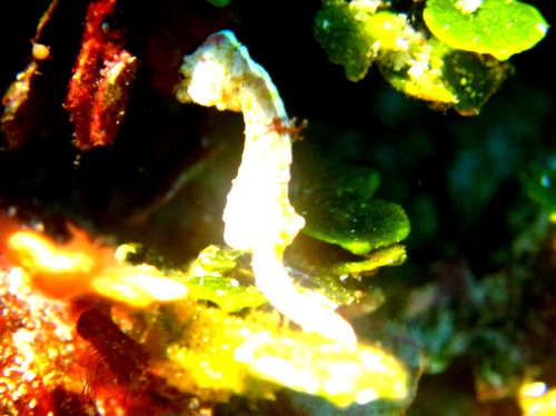 ダイビング慶良間の様子です。