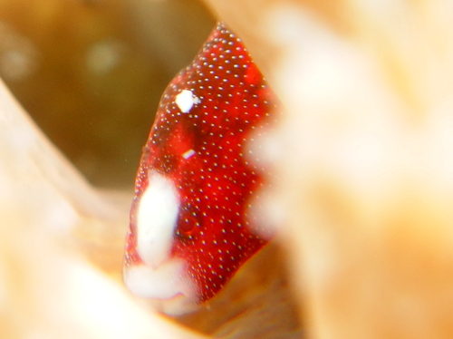 ケラマダイビングの様子です。