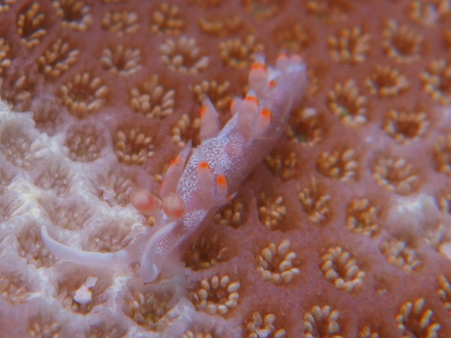 慶良間初頭ダイビングツアーの様子
