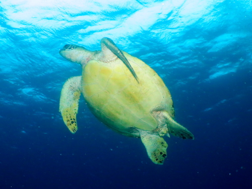 ダイビング沖縄で見たカメの画像です。