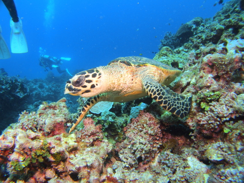 沖縄体験ダイビングの様子
