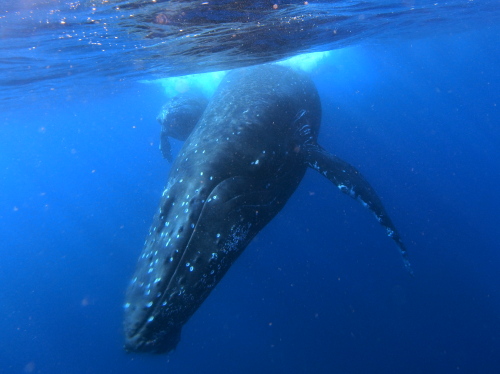 ☆沖縄ダイビングinクジラ大接近！☆