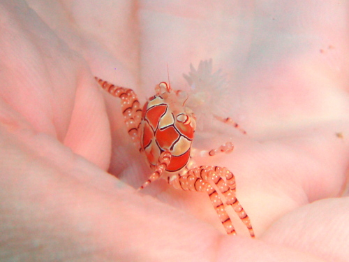 慶良間ダイビングの様子