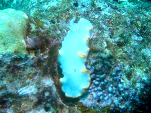 慶良間ダイビングツアーの様子