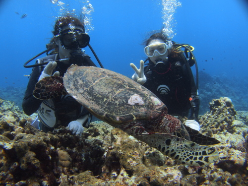 沖縄体験ダイビングの世数