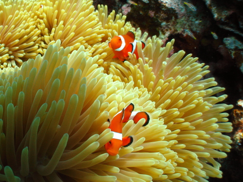 ケラマ諸島ダイビングの様子