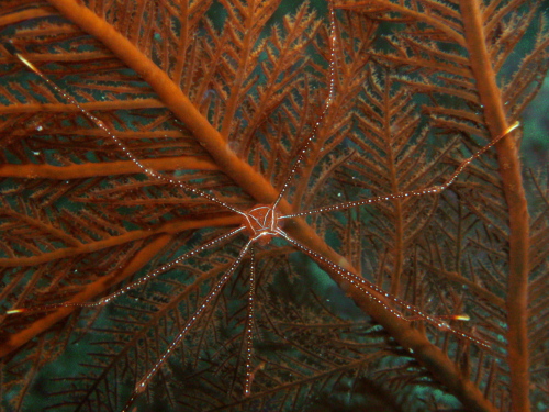 慶良間ダイビングの様子