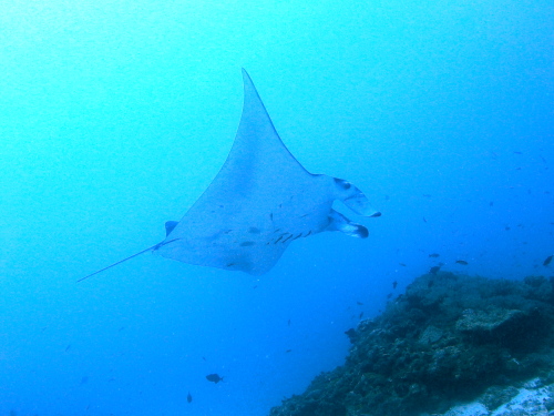 ★慶良間諸島マンタ登場！★