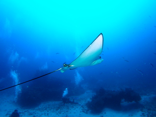 慶良間ダイビングの様子