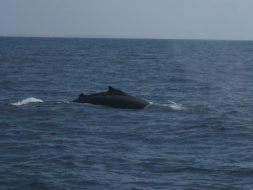 ☆彡晴れてる日の慶良間ダイビングがおすすめ！！☆彡